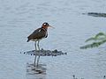 Female; Taiwan