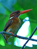 Thumbnail for File:Sulawesi Dwarf Kingfisher.JPG