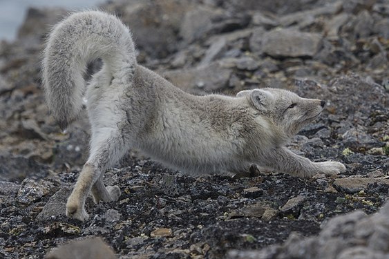 Arctic fox in the Russian Arctic National Park, Novaya Zemlya, Arkhangelsk Oblast, by Nixette