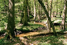 Piwnicki Forest, Poland