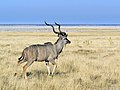   Etosha Namibia