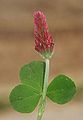 Trifolium incarnatum Germany - Tauberland