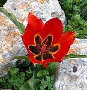   Tulipa agenensis (Eyed Tulip)