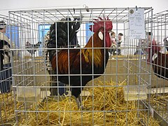 Gallo andaluz perdiz.jpg