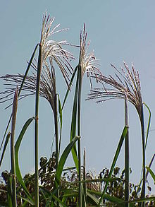 Miscanthus sinensis0.jpg