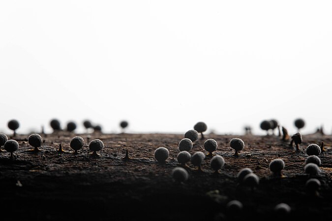 An otherworldly forest of slime mold spheres captured with a macro lens. Photo by FlSH1E