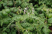 Vicia disperma