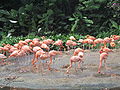 Flamingos