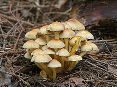 Moulds and Mushrooms