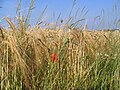 Champ de blé avec coquelicot