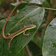 Takydromus sexlineatus 253595692.jpg