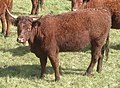 Salers cattleCategory:Salers cattle