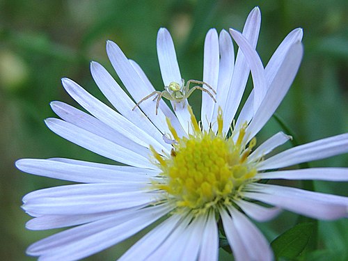 Araignée sur une fleur