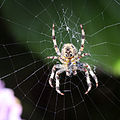 Garden Spider (Araneus diadematus) Photo taken at Gubbeen, Co. Cork, Republic of Ireland