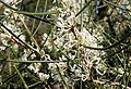 Hakea rostrata