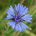 Blüte der Kornblume mit Regentropfen