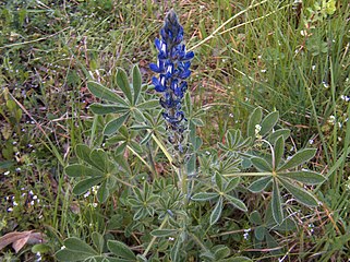 Lupinus pilosus (Mountain lupine)