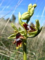 Ophrys insectifera subsp. aymoninii flowers France - Causse de Larzac