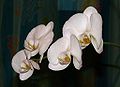 Baltasis falenopsis Phalaenopsis aphrodite