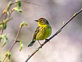 Image 94Palm warbler in Green-Wood Cemetery