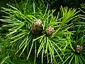 Foliage and cones