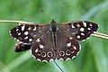 Speckled Wood (Pararge aegeria) Photo taken at Brow Head, Co. Cork, Republic of Ireland