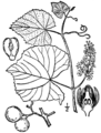 Illustration of Vitis labrusca L.