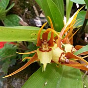 Brassia allenii