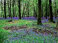 Paysage de la forêt des Andaines