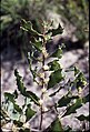 Hakea neurophylla