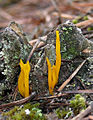 Lipnusis tampriagrybis Calocera viscosa