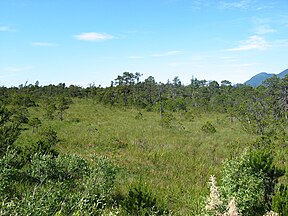 Trees in muskeg habitat, Wrangell, Alaska