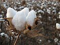 Cotton