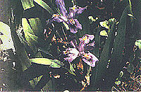 Iris lacustris