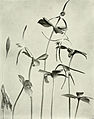 Isotria verticillata page 77 in: Homer D. House: Wild Flowers of New York (Orchidaceae) New York (1918)