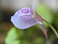 Utricularia graminifolia flower