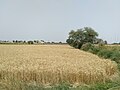 Thumbnail for File:Bhagwal wheat field.jpg