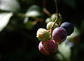 Blueberry, National fruit