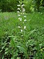 Cephalanthera longifolia Germany - Gut Scheibenhardt (bei Karlsruhe)