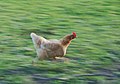 Image 6Hen running