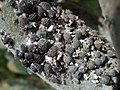 Cochineal on Opuntia cactus, La Palma