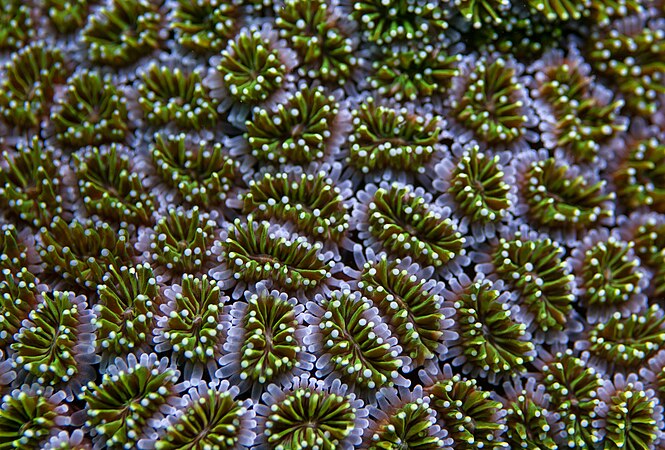 The close-up of a full color Galaxea spp in the Sulu Sea. Photo by Achierchung