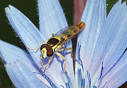 Hoverfly July 2011-2.jpg