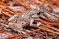 Leptolalax minimus - Phu Kradueng National Park