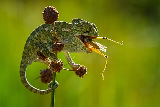 Mediterranean chameleon Photograph: Mkrc85