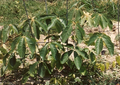 Seedlings, one year-old