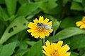 * Nomination Hoverfly (Syrphidae) --Vengolis 02:40, 8 December 2018 (UTC) * Promotion  Support Good quality. --XRay 03:15, 8 December 2018 (UTC)