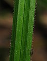 leaf closeup