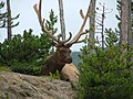 Male Cervus canadensis, resting near road to West Entrance