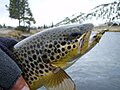 Brown Trout From Muleshoe Bend